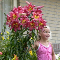 Goliath Lily Collection Lilium -Plant Flower Store Goliath Lily Collection 1022147 5 98253.1641478960