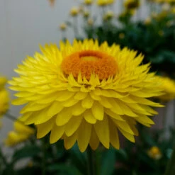 Granvia Gold Xerochrysum 7 Granvia Gold Xerochrysum -Plant Flower Store Granvia Gold 0012039 2 87473.1625757451