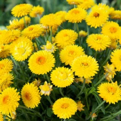 Granvia Gold Xerochrysum 8 Granvia Gold Xerochrysum -Plant Flower Store Granvia Gold 0012039 3 48343.1625757451