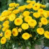 Granvia Gold Xerochrysum -Plant Flower Store Granvia Gold 0012039 29531.1625757451