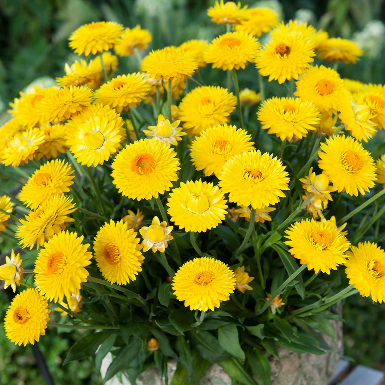 Granvia Gold Xerochrysum 3 Granvia Gold Xerochrysum