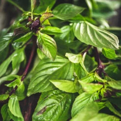 Herb Basil Thai Large Leaved Ocimum Basilicum