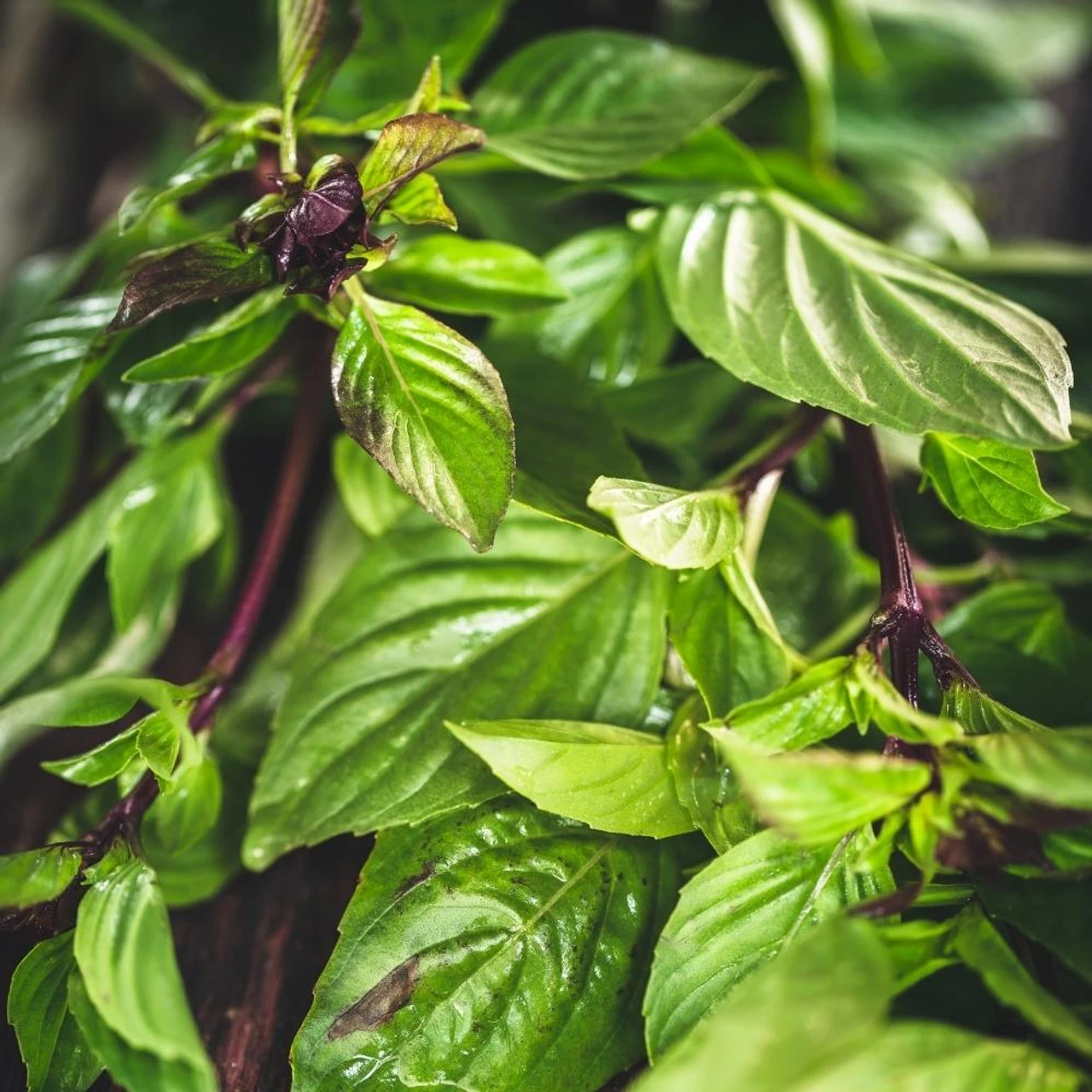 Herb Basil Thai Large Leaved Ocimum Basilicum 3 Herb Basil Thai Large Leaved Ocimum Basilicum