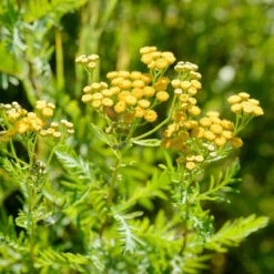 Herb -Tansy Tanacetum Vulgare Tansy 7 Herb -Tansy Tanacetum Vulgare Tansy -Plant Flower Store Herb Tansy Tanacetum Vulgare 3000354 2 29838.1697794621