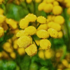 Herb -Tansy Tanacetum Vulgare Tansy 6 Herb -Tansy Tanacetum Vulgare Tansy -Plant Flower Store Herb Tansy Tanacetum Vulgare 3000354 3 08311.1697794621
