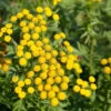 Herb -Tansy Tanacetum Vulgare Tansy 2 Herb -Tansy Tanacetum Vulgare Tansy -Plant Flower Store Herb Tansy Tanacetum Vulgare 3000354 25098.1697794621