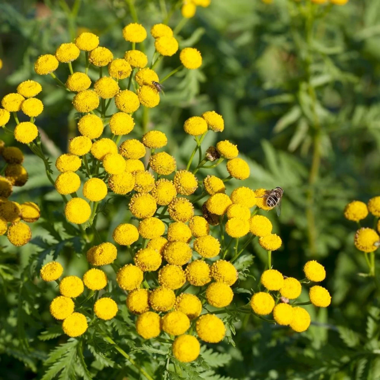 Herb -Tansy Tanacetum Vulgare Tansy 3 Herb -Tansy Tanacetum Vulgare Tansy