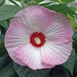 Hibiscus Luna Pink Swirl Hardy Hibiscus 'Luna Pink Swirl' -Plant Flower Store Hibiscus luna Pink Swirl 0014352 2 72618.1671024763