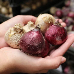 Plant Flower Store 12 Plant Flower Store -Plant Flower Store Hyacinth 14 15cm 37602.1628687873