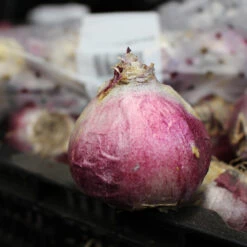 Hyacinth City Of Haarlem 17/18cm Hyacinthaceae 9 Hyacinth City Of Haarlem 17/18cm Hyacinthaceae -Plant Flower Store Hyacinth 17 18cm 20657.1628754576