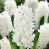 Hyacinth Aiolos 14-15cm Hyacinthaceae 1 Hyacinth Aiolos 14-15cm Hyacinthaceae -Plant Flower Store Hyacinth Aiolos 14 15cm 0000276 51772.1623343226