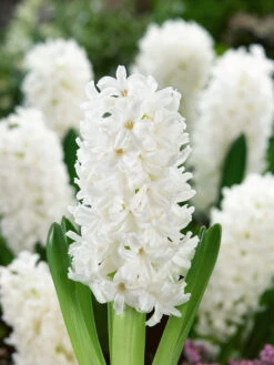 Hyacinth Aiolos 14-15cm Hyacinthaceae