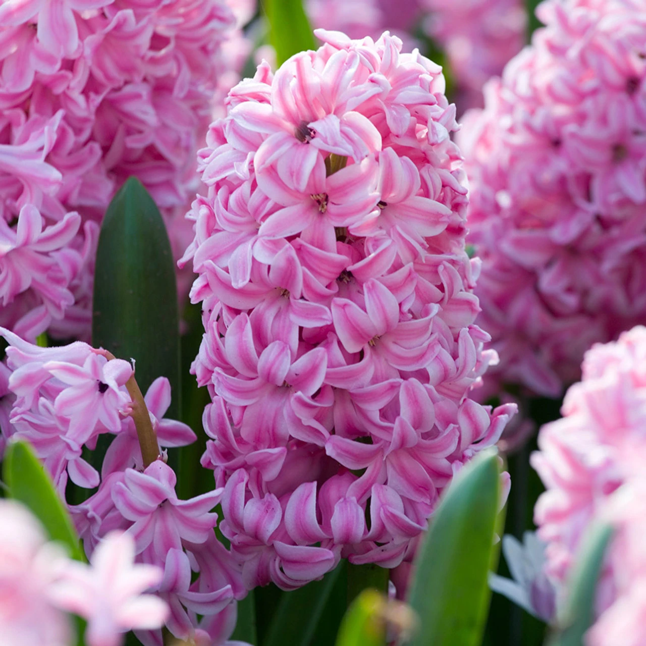 Top Size Hyacinth Collection 17-18cm 8 Top Size Hyacinth Collection 17-18cm - Image 6