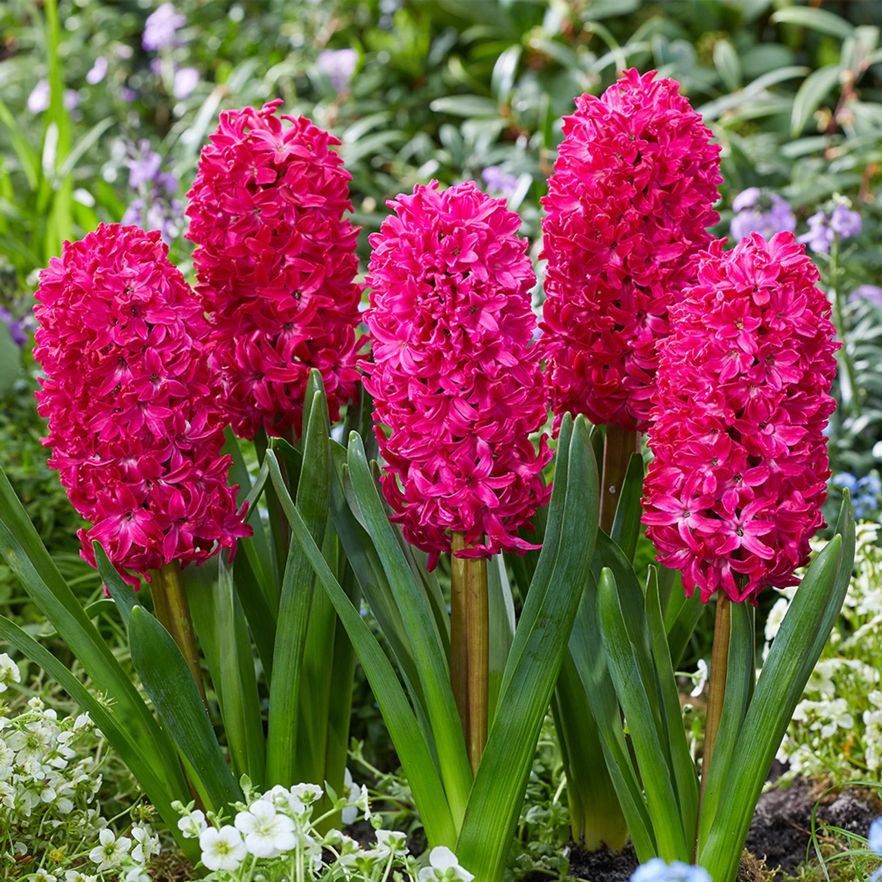 Top Size Hyacinth Collection 17-18cm 5 Top Size Hyacinth Collection 17-18cm - Image 3