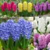 Top Size Hyacinth Collection 17-18cm -Plant Flower Store Hyacinth Bedding Size Collection 17 18cm 1020098 7 37887.1687964329