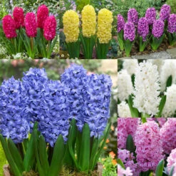 Top Size Hyacinth Collection 17-18cm