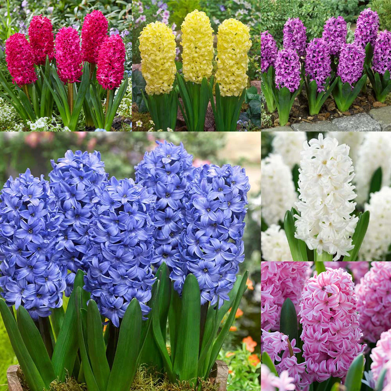 Top Size Hyacinth Collection 17-18cm 3 Top Size Hyacinth Collection 17-18cm