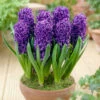 Hyacinth Blue Pearl 14/15 Hyacinthaceae -Plant Flower Store Hyacinth Blue Pearl 0003913 83735.1629194626