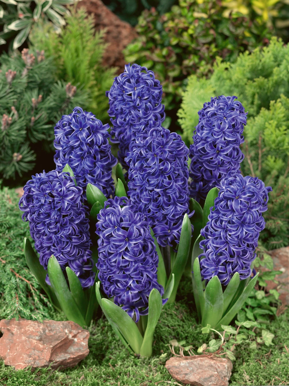 Hyacinth Blue Pearl 14/15 Hyacinthaceae 4 Hyacinth Blue Pearl 14/15 Hyacinthaceae - Image 2