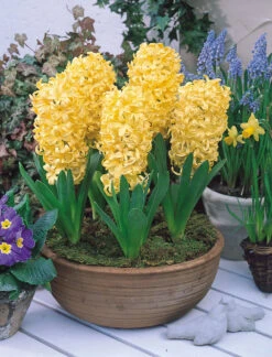 Hyacinth City Of Haarlem 17/18cm Hyacinthaceae 7 Hyacinth City Of Haarlem 17/18cm Hyacinthaceae -Plant Flower Store Hyacinth City Of Haarlem 17 18cm 0000357 2 68338.1623343228