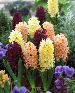 Hyacinth City Of Haarlem 17/18cm Hyacinthaceae 8 Hyacinth City Of Haarlem 17/18cm Hyacinthaceae -Plant Flower Store Hyacinth City Of Haarlem 17 18cm 0000357 3 98231.1623343229