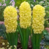 Hyacinth City Of Haarlem 17/18cm Hyacinthaceae -Plant Flower Store Hyacinth City of Haarlem 0000357 36888.1628754577