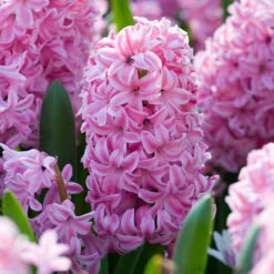 Hyacinth Bedding Collection 14/15cm -Plant Flower Store Hyacinth Collection 14 15cm 1017813 6 69123.1692259337