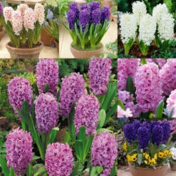 Hyacinth Bedding Collection 14/15cm