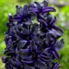 Hyacinth Dark Dimension 3 Hyacinth Dark Dimension -Plant Flower Store Hyacinth Dark Dimension 0008633 71214.1655219340