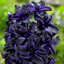 Hyacinth Dark Dimension 3 Hyacinth Dark Dimension