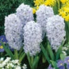 Hyacinth Sky Jacket 17/18cm Hyacinthaceae -Plant Flower Store Hyacinth Sky Jacket 0000370 05724.1628755458