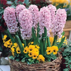 Hyacinth Splendide Cornelia -Plant Flower Store Hyacinth Splendide Cornelia 0000298 2 70016.1687522678