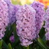 Hyacinth Splendide Cornelia 2 Hyacinth Splendide Cornelia -Plant Flower Store Hyacinth Splendide Cornelia 0000298 62312.1687522678