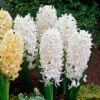 Hyacinth White Pearl 14-15cm Hyacinthaceae -Plant Flower Store Hyacinth White Pearl 0000299 96566.1629194353