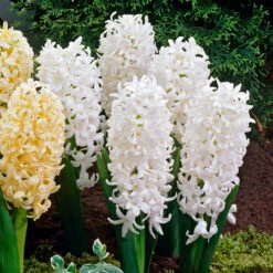 Hyacinth White Pearl 14-15cm Hyacinthaceae