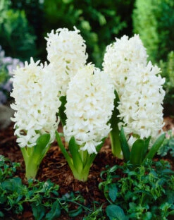Plant Flower Store 6 Plant Flower Store -Plant Flower Store Hyacinth White Pearl 14 15cm 0000299 28595.1629194352