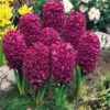 Hyacinth Woodstock 17/18cm Hyacinthaceae -Plant Flower Store Hyacinth Woodstock 17 18cm 0000373 2 75907.1655978171