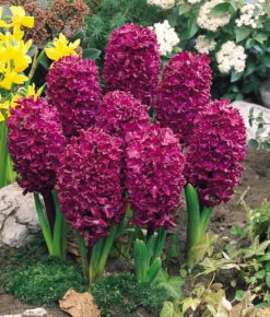 Hyacinth Woodstock 17/18cm Hyacinthaceae