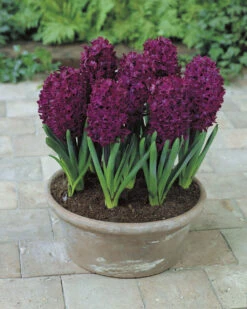 Hyacinth Woodstock 17/18cm Hyacinthaceae -Plant Flower Store Hyacinth Woodstock 17 18cm 0000373 4 63698.1655978171