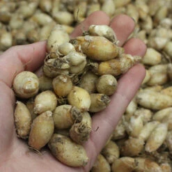 Ipheion Uniflorum Collection Starflower -Plant Flower Store Ipheion bulbs 70390.1628764753