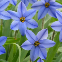 Ipheion Uniflorum Jessie Starflower -Plant Flower Store Ipheion Uniflorum Jessie 0011644 4 41579.1657876634