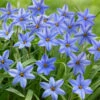 Ipheion Uniflorum Jessie Starflower 2 Ipheion Uniflorum Jessie Starflower -Plant Flower Store Ipheion Uniflorum Jessie 0011644 85457.1624455319