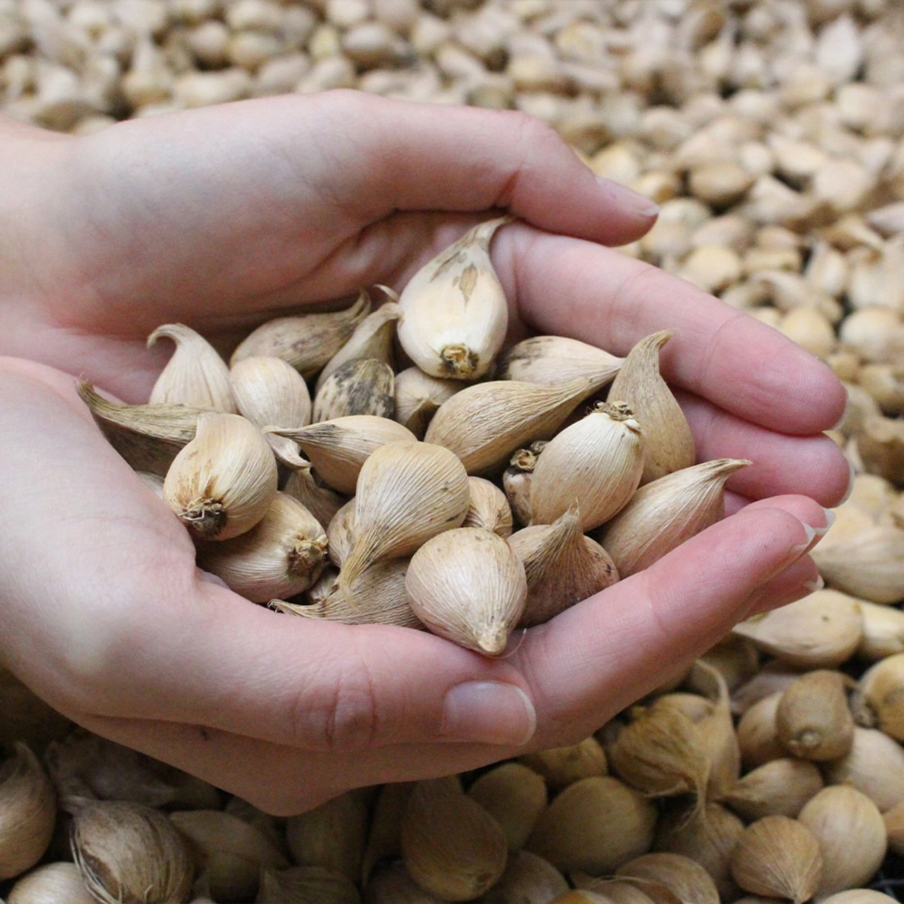 Rare Dwarf Iris Collection Iris 8 Rare Dwarf Iris Collection Iris - Image 6