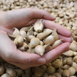 Iris Reticulata Alida 5cm+ Iris Reticulata Alida 7 Iris Reticulata Alida 5cm+ Iris Reticulata Alida -Plant Flower Store Iris 5cm 20965.1628765223