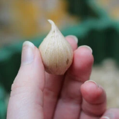 Iris Reticulata Louise Dwarf Iris -Plant Flower Store Iris 6cm 84102.1687521505