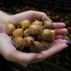 Iris Hollandia Rosario 7/8cm -Plant Flower Store Iris 7 8cm 07728.1628766266