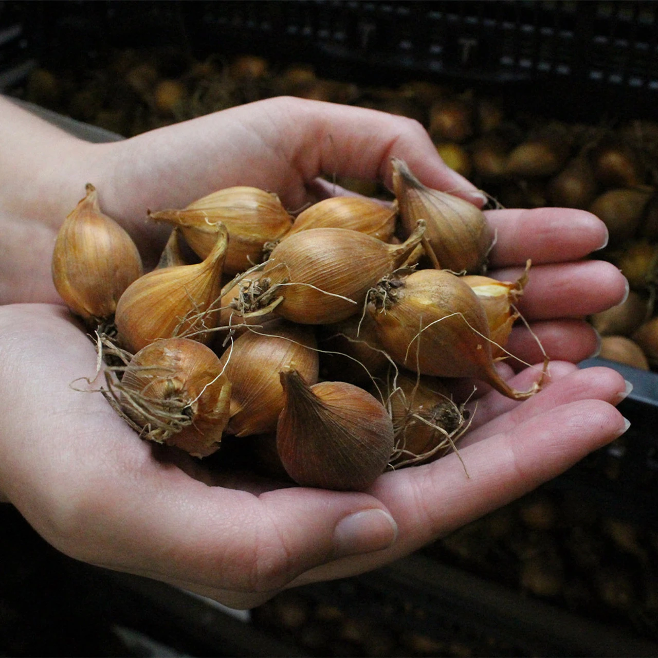 Iris Hollandia Carmen Dutch Iris 4 Iris Hollandia Carmen Dutch Iris - Image 2