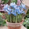 Iris Reticulata Alida 5cm+ Iris Reticulata Alida -Plant Flower Store Iris Alida 0008425 2 93439.1628765223