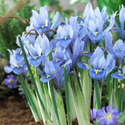 Iris Reticulata Alida 5cm+ Iris Reticulata Alida 6 Iris Reticulata Alida 5cm+ Iris Reticulata Alida -Plant Flower Store Iris Alida 0008425 17187.1628765223