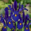 Iris Hollandia Blue Pearl -Plant Flower Store Iris Hollandia Blue Pearl 0006427 62142.1623343683
